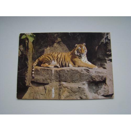 Открытка Тигр 1989 г. 