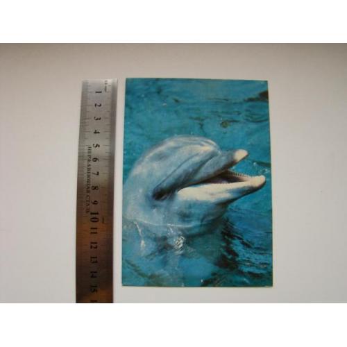 Фауна, дельфин, 1985 г.