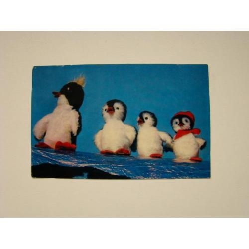 Пингвины, 1972 г.