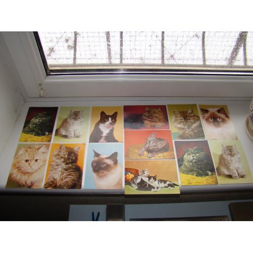 Открытки Коты кошки 13 шт., ЧССР.