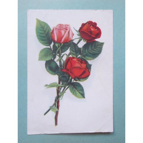 ОТКРЫТКА  Цветы  Розы  1957 -ВИНТАЖ!!!