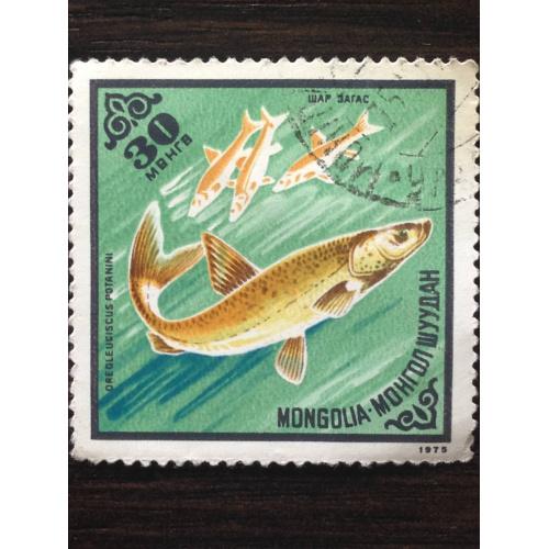 Марка. Рыба. Монголия. 1975 г.