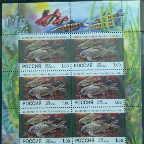 Марка Россия 1998 Аквариумные рыбы МЛ