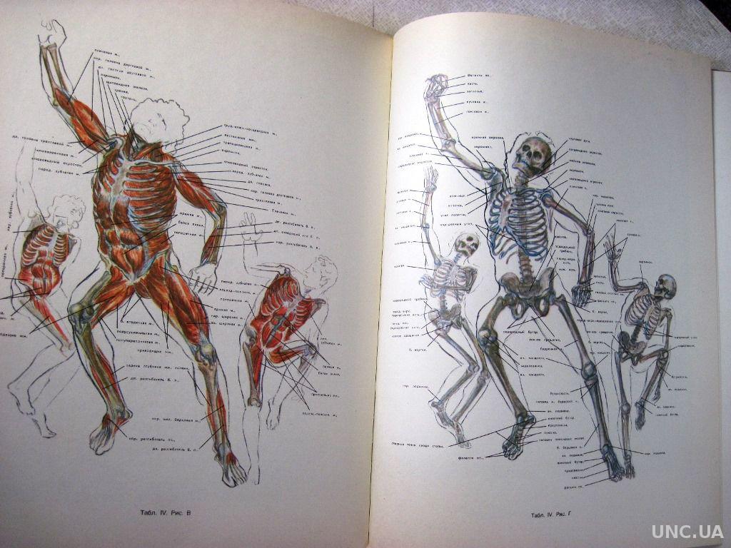 Рабинович Пластическая анатомия и изображение человека на ее основах 1985  купить на | Аукціон для колекціонерів UNC.UA UNC.UA