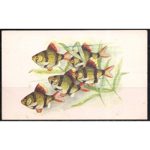 СССР**, 1968 г., почтовая карточка, фауна, рыбки, Барбус Суматранус