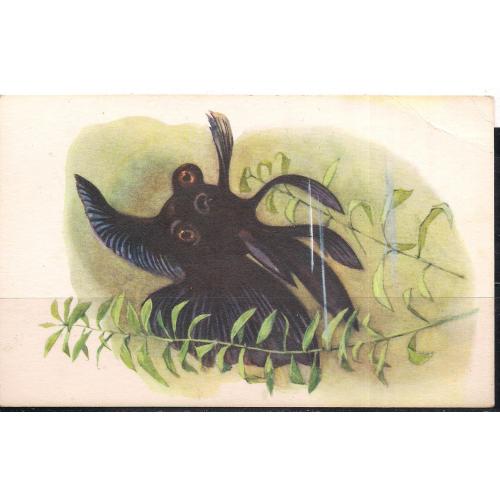 СССР**, 1968 г., почтовая карточка, фауна, рыбки,  Черный Телескоп