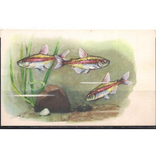 СССР**, 1968 г., почтовая карточка, фауна, рыбки, Грацилис (светлячок)