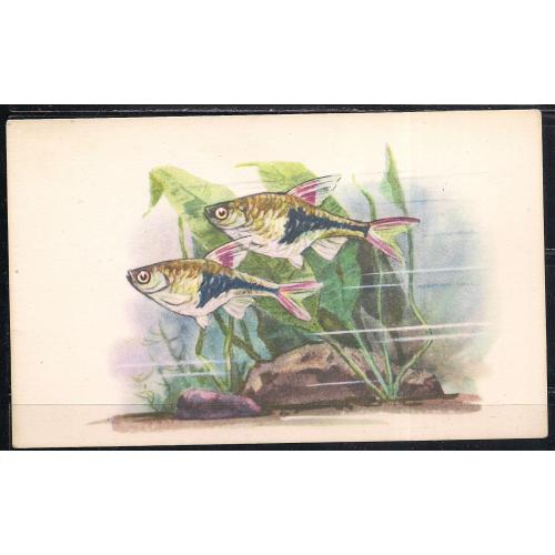 СССР** 1968 г., почтовая карточка, фауна, рыбки,  икромечущая. Расбора Гетероморфа