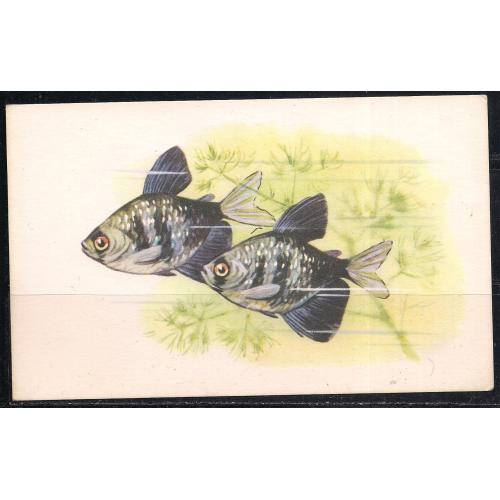 СССР**, 1968 г., почтовая карточка, фауна, рыбки,  икромечущая. Тернеция