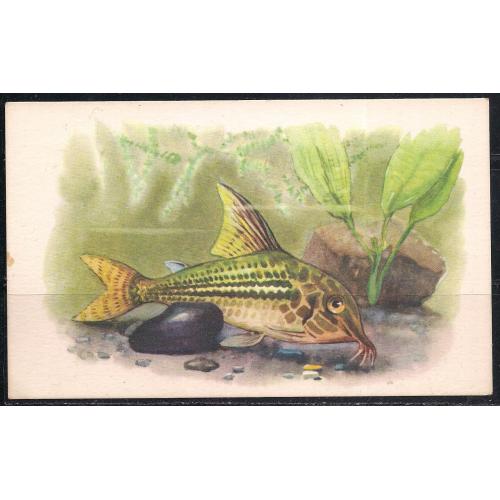 СССР**, 1968 г., почтовая карточка, фауна, рыбки,  Каллихт