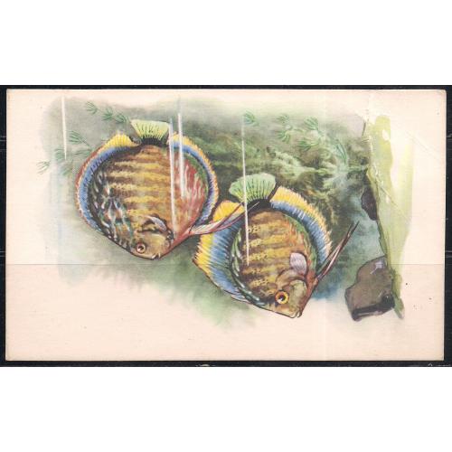 СССР**, 1968 г., почтовая карточка, фауна, рыбки,  карточка надорвана, Дискус, 