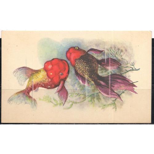 СССР**, 1968 г., почтовая карточка, фауна, рыбки, Львиноголовка