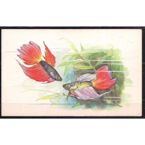 СССР**, 1968 г., почтовая карточка, фауна, рыбки, Петушок