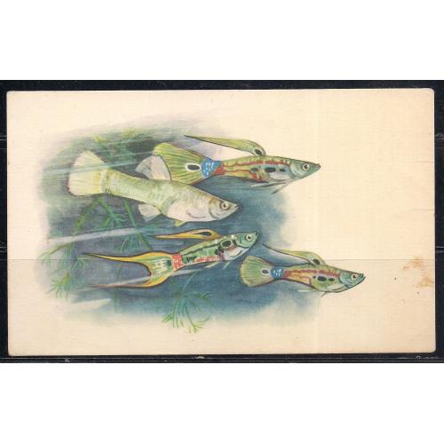 СССР**, 1968 г., почтовая карточка, фауна, рыбки,  живородящая. Гуппи Хейнеля 