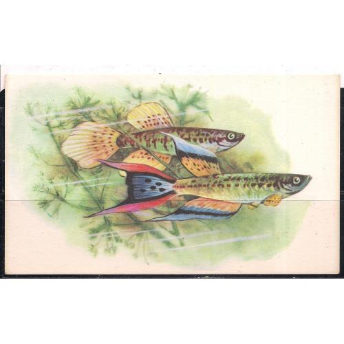 СССР**, 1968 г., почтовая открытка, фауна, рыбки, Фундулус Южный