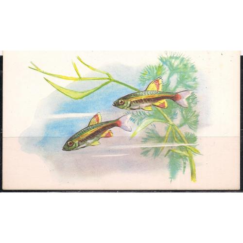 СССР**, 1968 г., почтовая открытка, фауна, рыбки, Кардинал, икромечущая