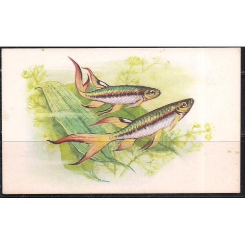  СССР**, 1968 г., почтовая открытка, фауна, рыбки, Копеина Арнольда