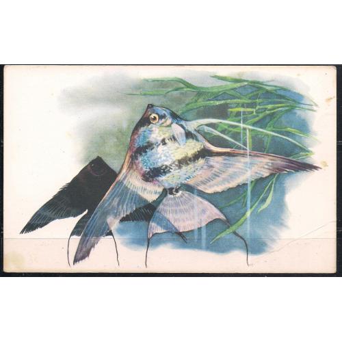 СССР**, 1968 г., почтовая открытка, фауна, рыбки, Скалярия, живородящая