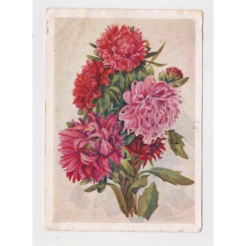 АЙСТРИ - АСТРЫ = ДМПК 1959 р. = МОРОЗОВА = п/п  \\