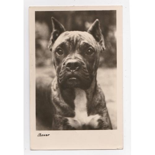 БОКСЕР - СОБАКА = листівка 1953 р. =  DDR - НДР - НІМЕЧЧИНА = п/п \\