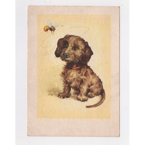 ЦУЦЕНЯ та БДЖІЛКА = листівка 1954 р. = DDR - НДР -  НІМЕЧЧИНА = п/п  \\