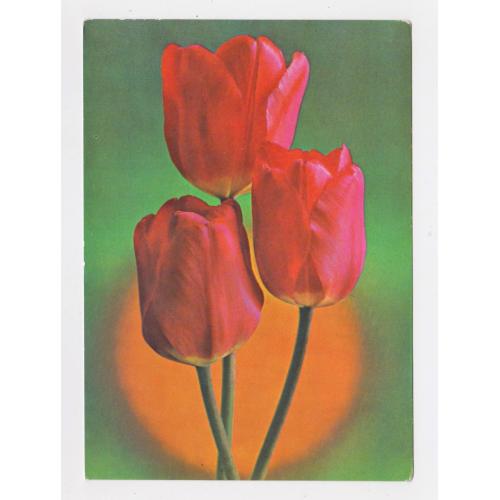 ТЮЛЬПАНИ - КВІТИ = ДМПК 1975 р. = КОСТЕНКО =  чиста \\