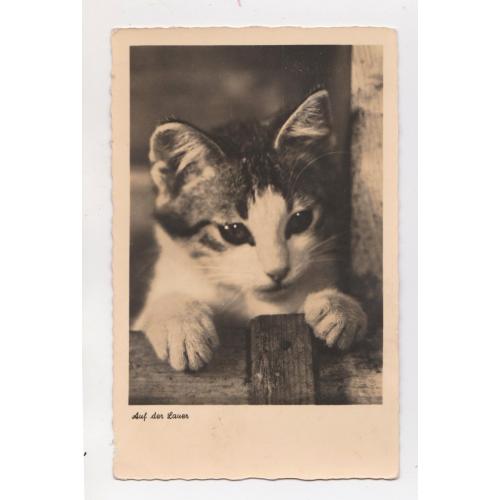 В засідці - КОТИК = листівка 1950-х р. = НІМЕЧЧИНА = п/п  \\