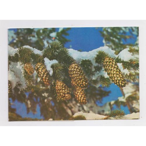 З НОВИМ РОКОМ = листівка 1980 р. = ЗАХАРЧЕНКО = подвійна чиста \\