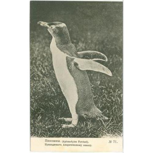 Пингвины Aptenodytes Forsteri  №71 Шерер 1905 Птицы Н. Феодорович Киев Славянская гостиница 1915 год