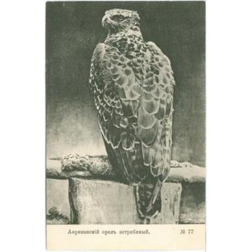 Африканский орел ястребиный №77 Шерер 1905 Птицы Н. Феодорович Киев 1915 год