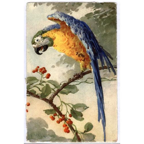 Художница Катарина Кляйн Попугай Colorful PARROT on Tree by C. KLEIN №120 Edition Stehli 