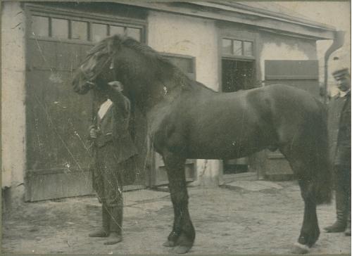 Лошадь Фото Коневодство СССР