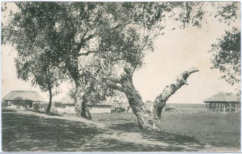 Ромодан Общий вид и столетние деревья №11 Суворин 1916 Полтавская губ. Хата