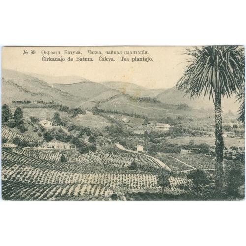 №89 Окрестности Батума Чаква Чайная плантация Грузия Batum Tea plantation
