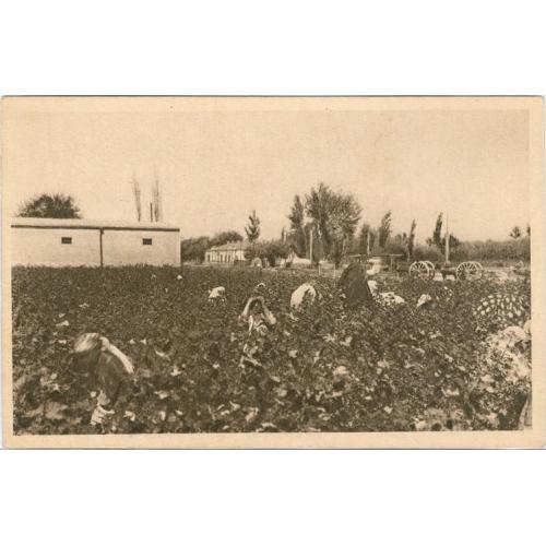 Туркестан Коканд Сбор хлопка Хлопок №147 КП Вершецкий Почта Самарканд 1928 Turkestan Picking cotton