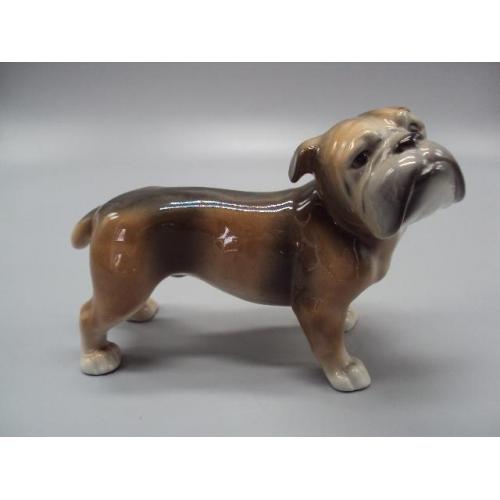 Фигура фарфор статуэтка Германия HUS Unterweissbach собака бульдог собачка высота 12,5 см №14255