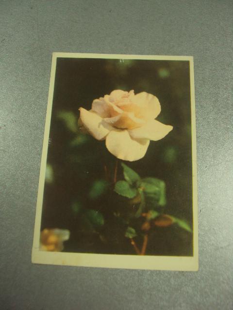 открытка бакмана роза 1956 №11380м