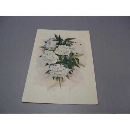 Открытка цветы пионы півонії 1955 год художник К. Полякова чистая №18708ч