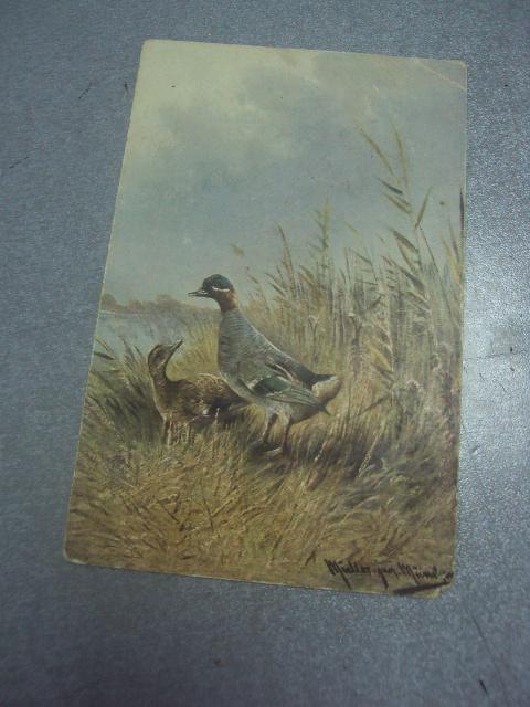 открытка дикие утки №1672