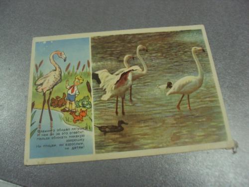 открытка фламинго обидел лягушку 1955 кочанов №15684м