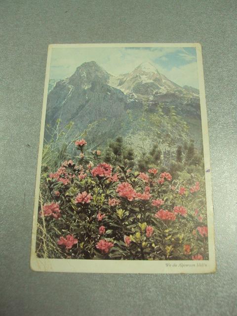 открытка германия цветение альпийских роз 1942 №12192м