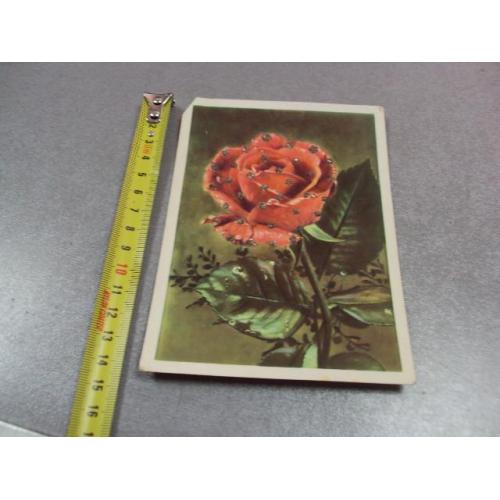 открытка германия роза 1972 №11007