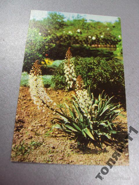 открытка киев ботанический сад №15631