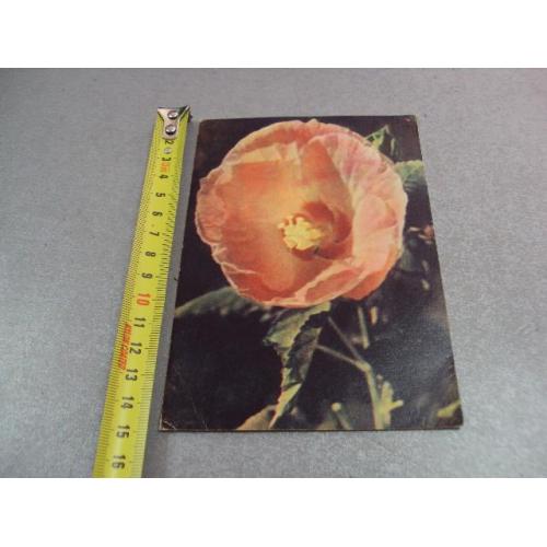 открытка китайская роза раскина 1960 №12470