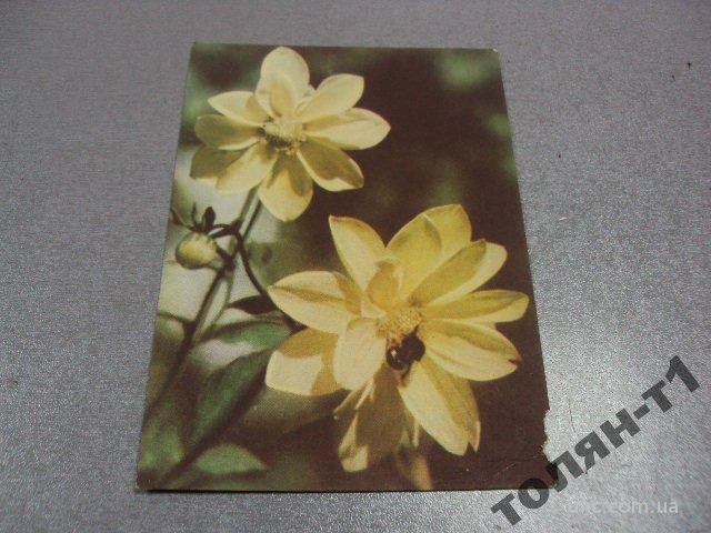 открытка корниенко 1958 цветы №7733