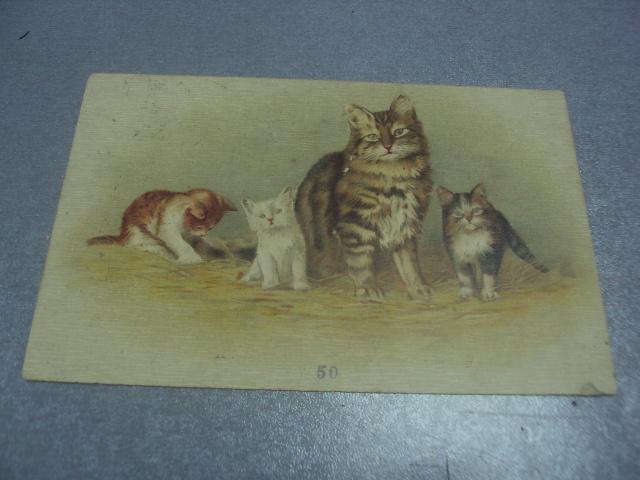 открытка кошка с котятами с.петербург 1903 №1617