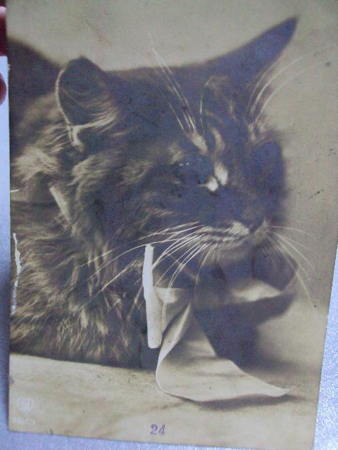 открытка кот, стрельна золотоноша полтавская губ 1913 №1396