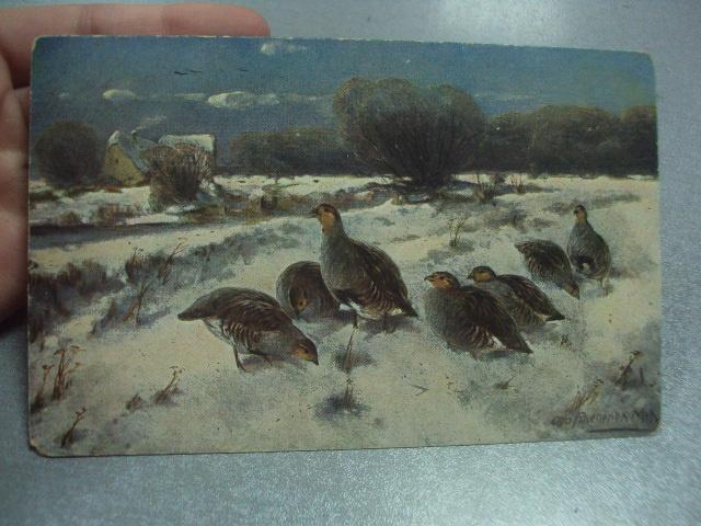 открытка куропатки на снегу №1480