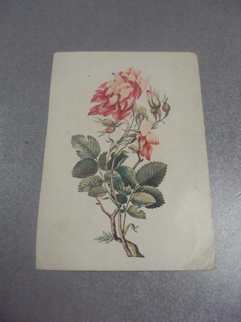 открытка куст розы лютф-али 1935 гознак №10926