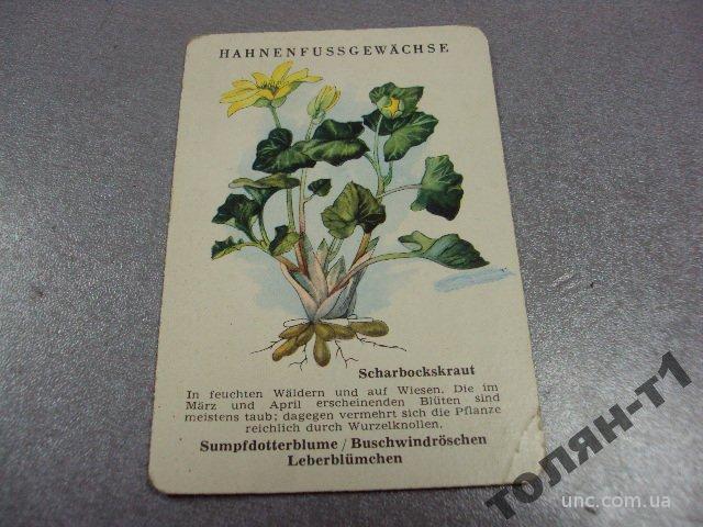 открытка лекарственные растения №15614